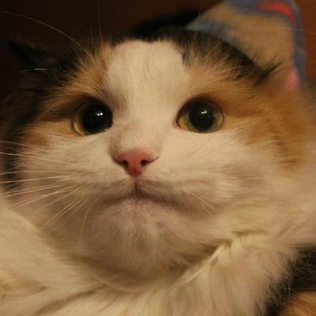 Kirill @An1ks