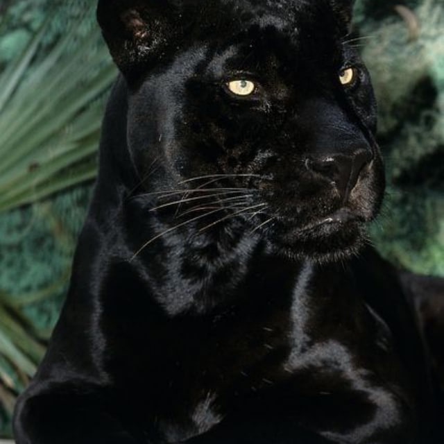 Black cat @AnnaPetrak