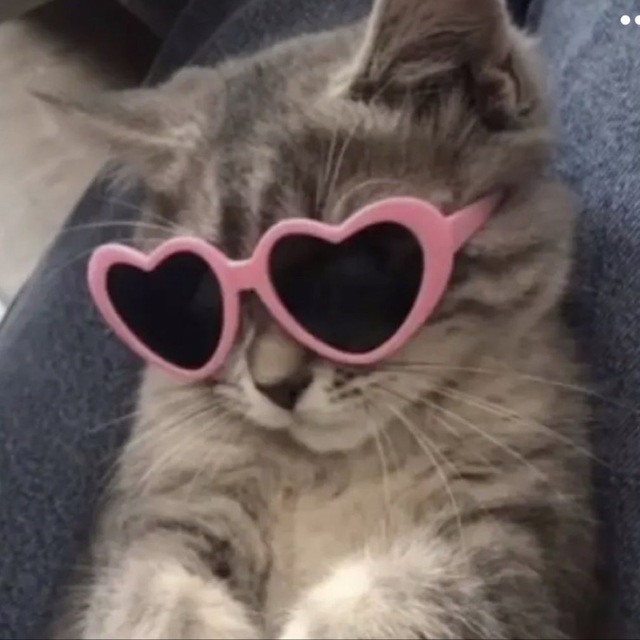 Moon Ccat @moon_ccate