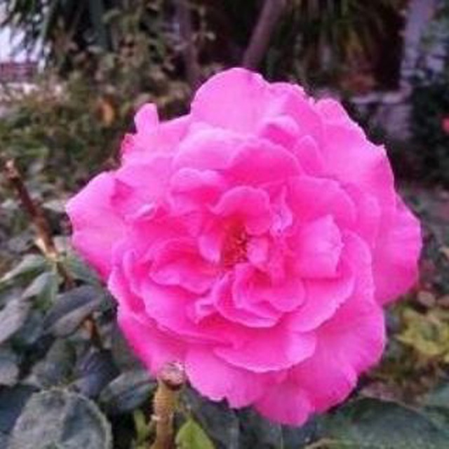 Victoria @O01001011v